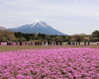 一面ピンク＆ブルーの絶景に感動！富士山周辺で楽しむ“花スポット”巡り