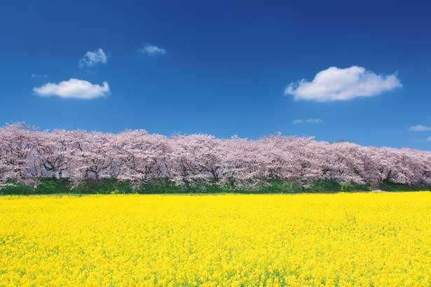 青空に映えるパステルカラーの二重奏！「死ぬまでに行きたい！世界の絶景」の著者、詩歩さんいわく「写真に撮ってほしい絶景。桜の淡いピンクを写すには朝がベスト」