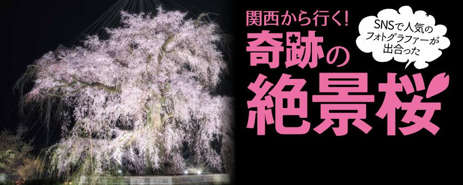 関西から行く!奇跡の絶景桜