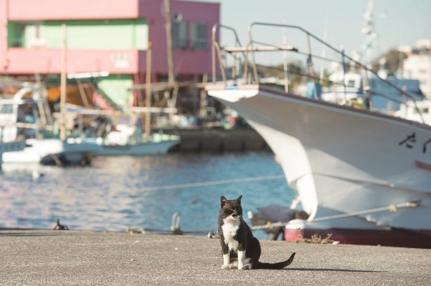 街ネコ 誰もがメロメロ 神奈川で会える癒されネコ ウォーカープラス