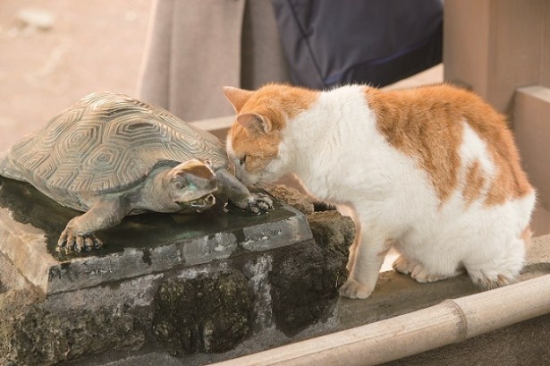 街ネコ 誰もがメロメロ 神奈川で会える癒されネコ ウォーカープラス