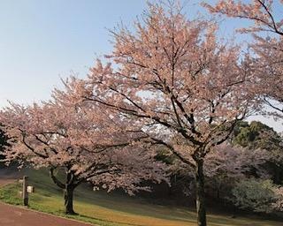 5000本の桜が作る花のトンネルが人気！佐賀県の鏡山で桜が見ごろ
