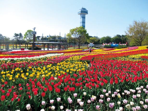【写真を見る】色とりどりのチューリップが、4400平方メートルの大花壇を埋め尽くす！3月下旬から4月中旬までが見ごろ / 木曽三川公園センター