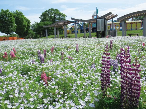 多様な花色のルピナスも、4月下旬から5月下旬まで咲く / 木曽三川公園センター