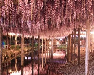 花の名所をはしごする、春の岐阜&愛知ドライブコース！満開のネモフィラとフジを堪能しよう