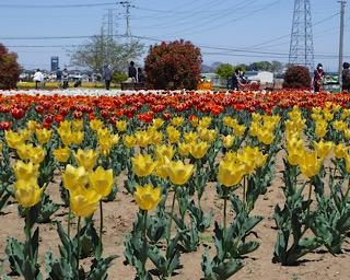 約4万ものチューリップが咲く埼玉県の「花のオアシス」でフォトイベント開催