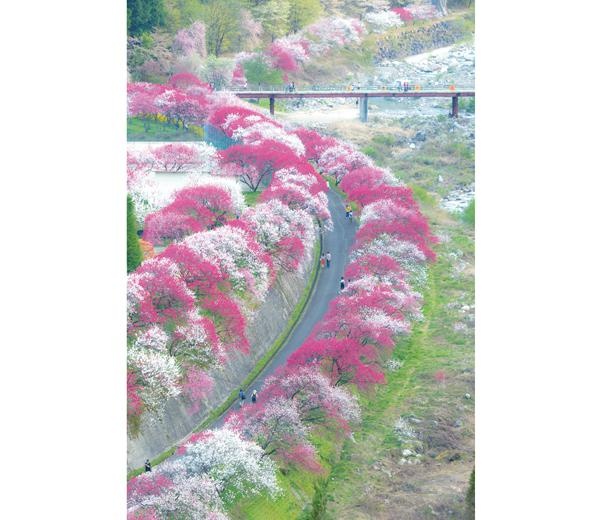 月川温泉郷 花桃の里は、紅、白、ピンクと3色の花桃が沿道の両側で花を咲かせる / 花桃の里