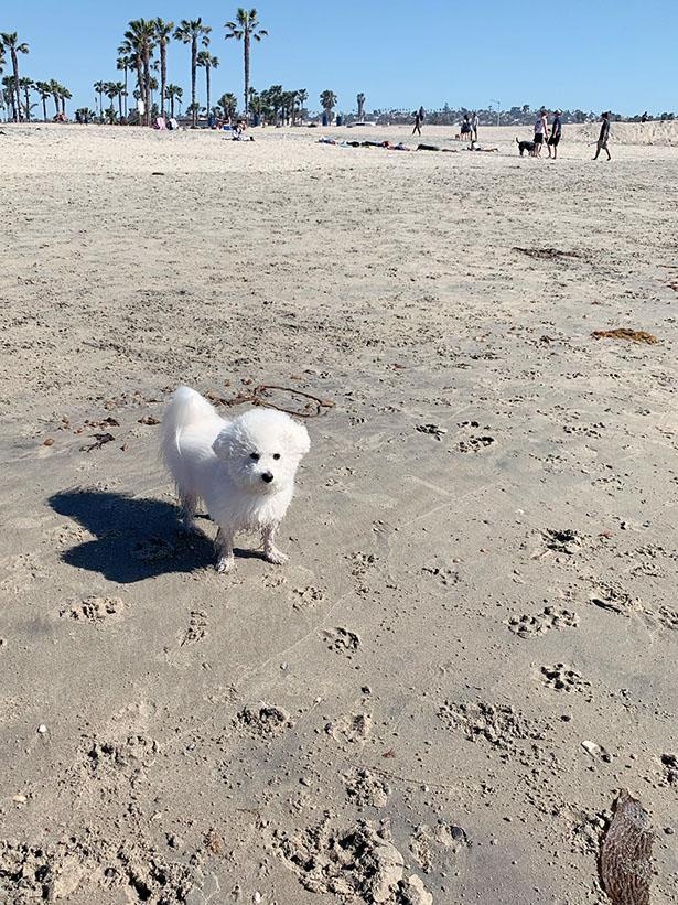海で遊ぶのもお気に入り