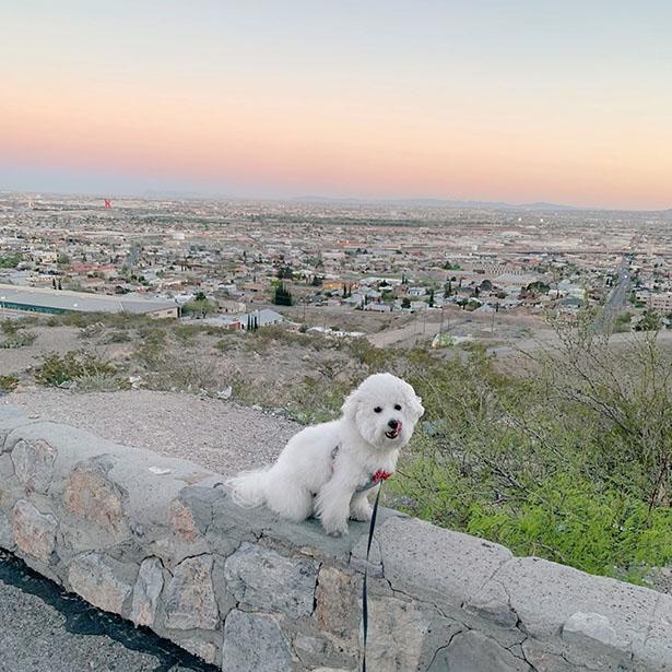 ニューメキシコ州に旅行中のプンバくん
