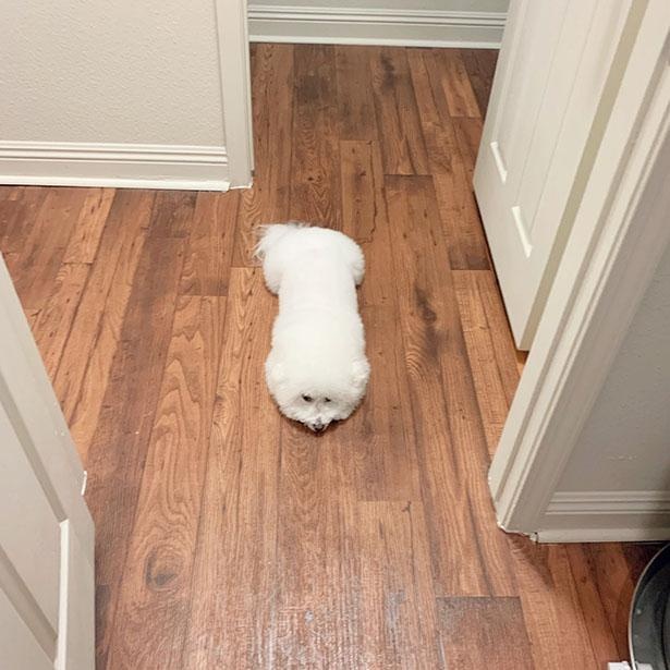 この状態を飼い主さんは“ふわふわ棒”と呼ぶのだとか
