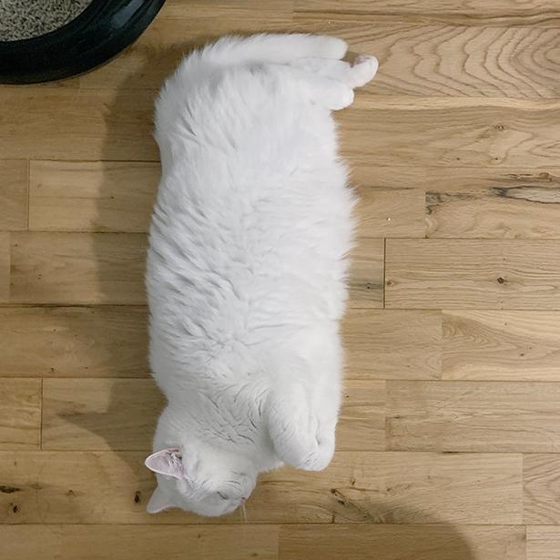 驚くほど四角い形のてふちゃん