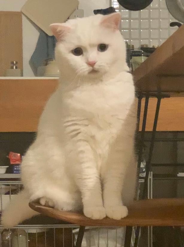 憐れむような瞳を向けるてふちゃん