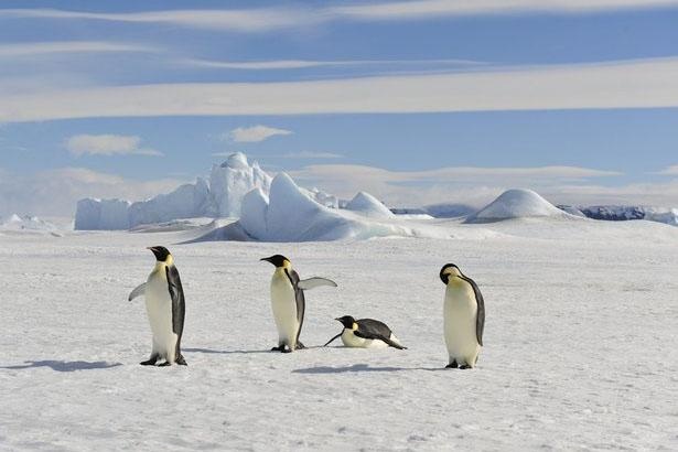 人は 南極では風邪を引かない クイズ 1 2 ウォーカープラス