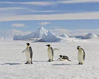人は、南極では風邪を引かない？【クイズ】