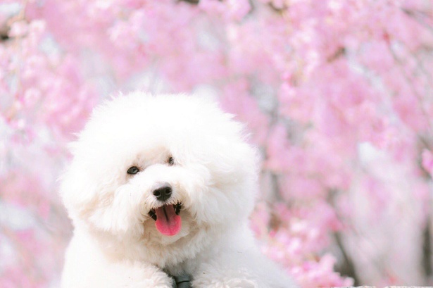 美しい桜を前に、プンバくんも楽しそう！
