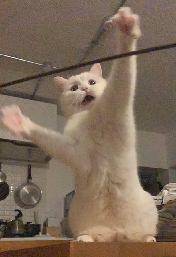 おもちゃを前に大興奮！