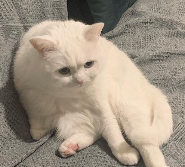 飼い主さんいわく、「ガチャピン味64パーセント」