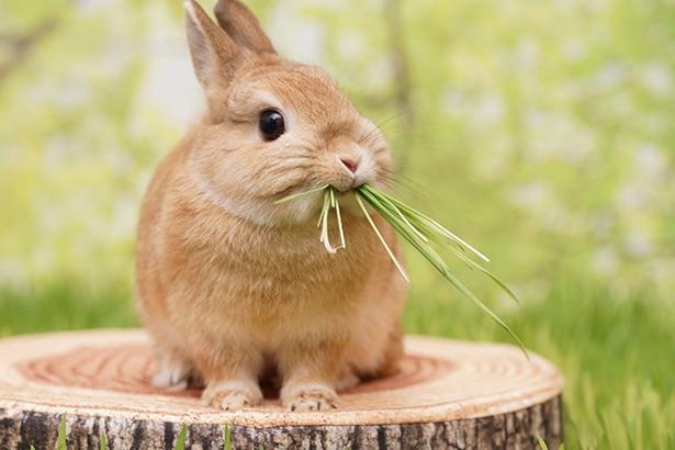 口いっぱいに牧草をくわえるぽてこちゃん