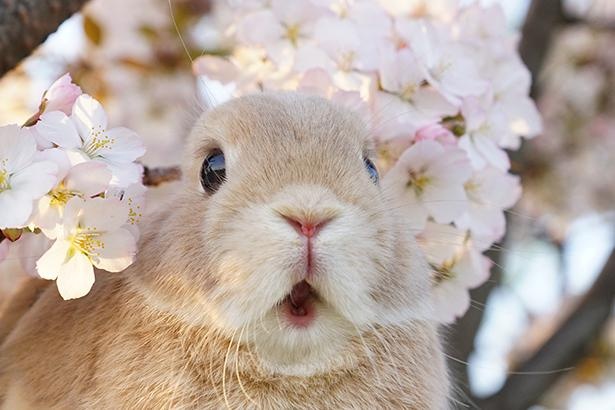 桜に囲まれて楽しそうなだいずくん