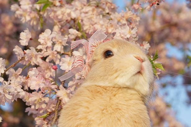 “写真映え”する顔立ちNo.1のだいずくん