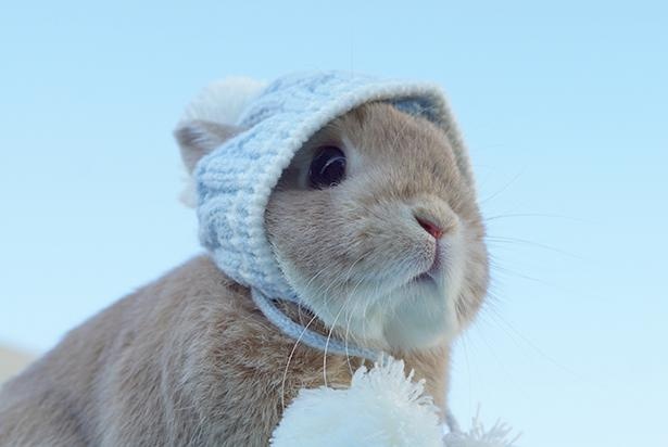 ニット帽姿がたまらなく可愛いだいずくん