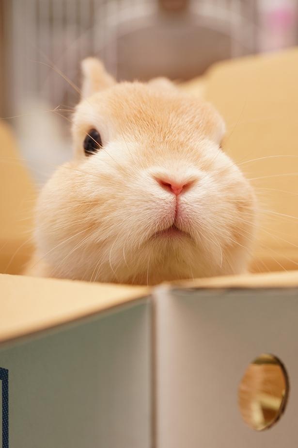 段ボールからひょっこりと顔を出すおうじくん