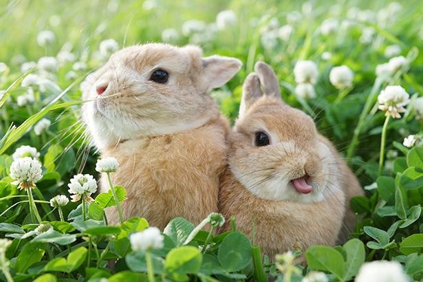 天国に見違えるほど美しい、うさぎ×シロツメクサの組み合わせ