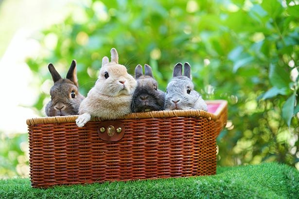 まるで“うさぎの詰め合わせ”！多幸感あふれる尊い一枚