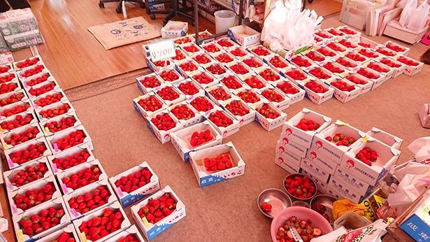 【写真】摘みたてのいちごをフレッシュなまま冷凍して通販販売を行う