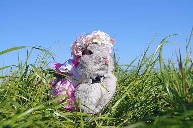 “女王様”のような風格が漂うこいしちゃん