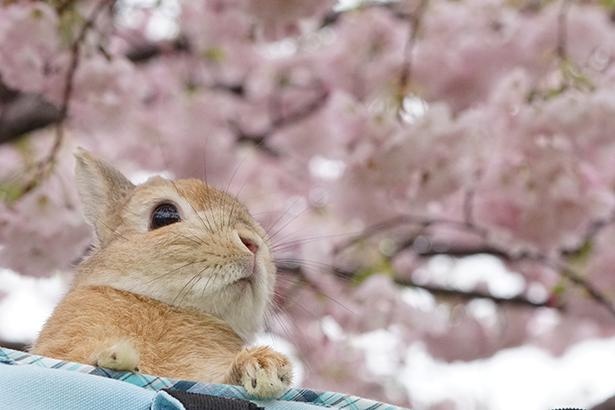 お花見を楽しむぽてとくん