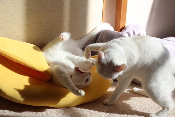 リリーちゃんの拳がぷるちゃんの口へ！？