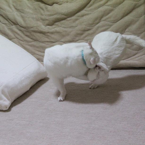 リリーちゃんの“投げ技”が決まった瞬間