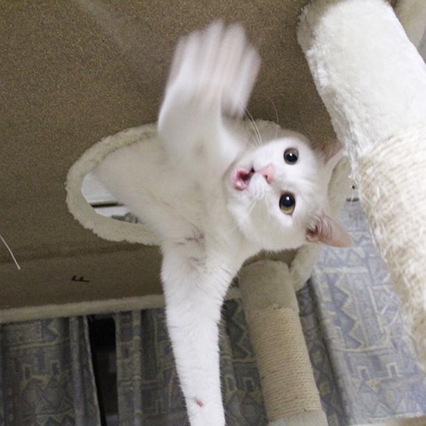 上から“アチョー！”と飛び出てくるリリーちゃん