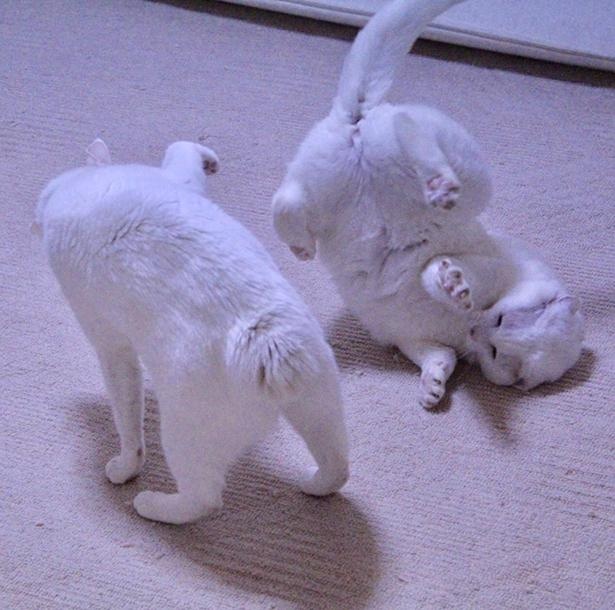 受け身の練習中？