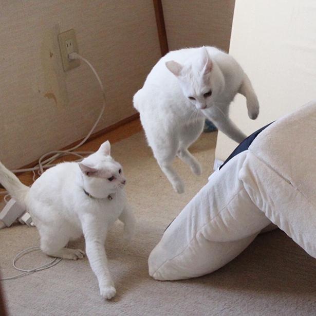 すごい体勢から攻撃を仕掛けるリリーちゃん