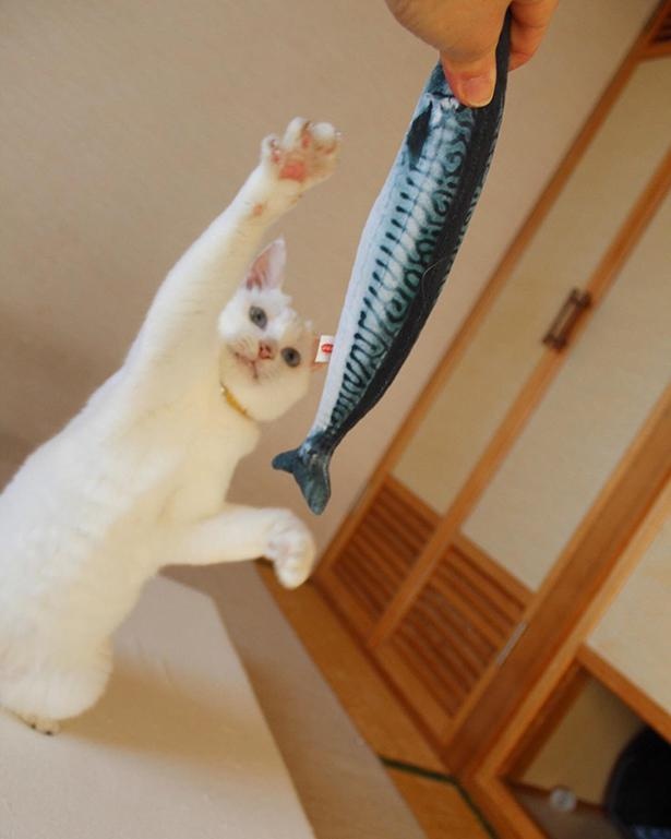 「サバ欲しい人～？」「ハーイ！」
