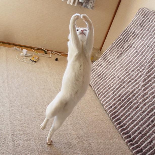 バレリーナのような舞を披露