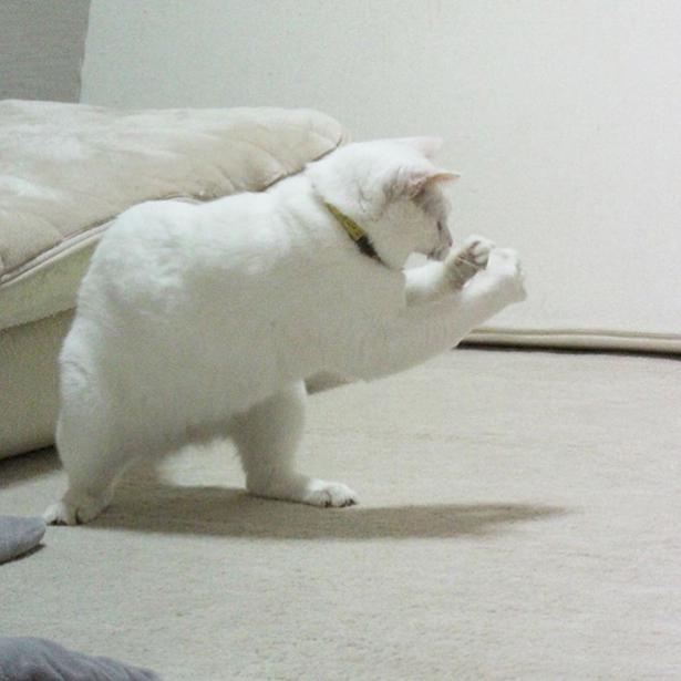 ぷるちゃん渾身のガッツポーズ！