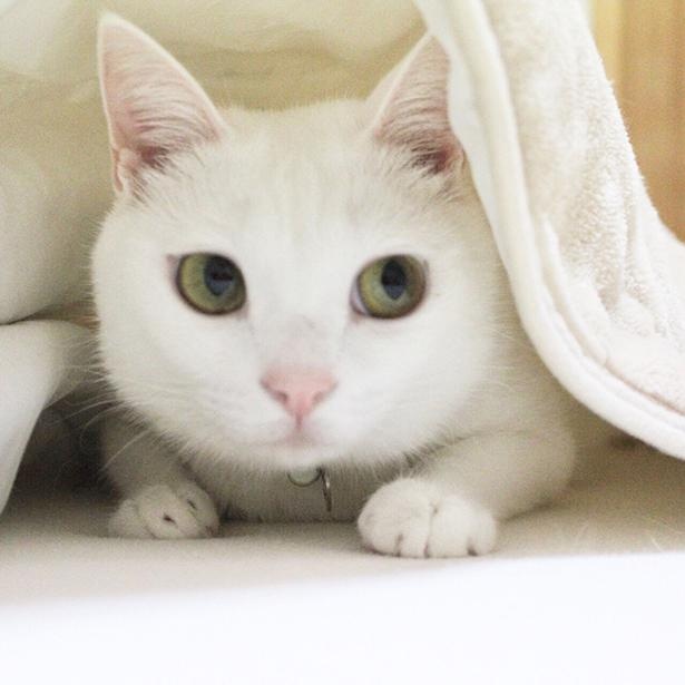 何かをたくらんでいそうな表情