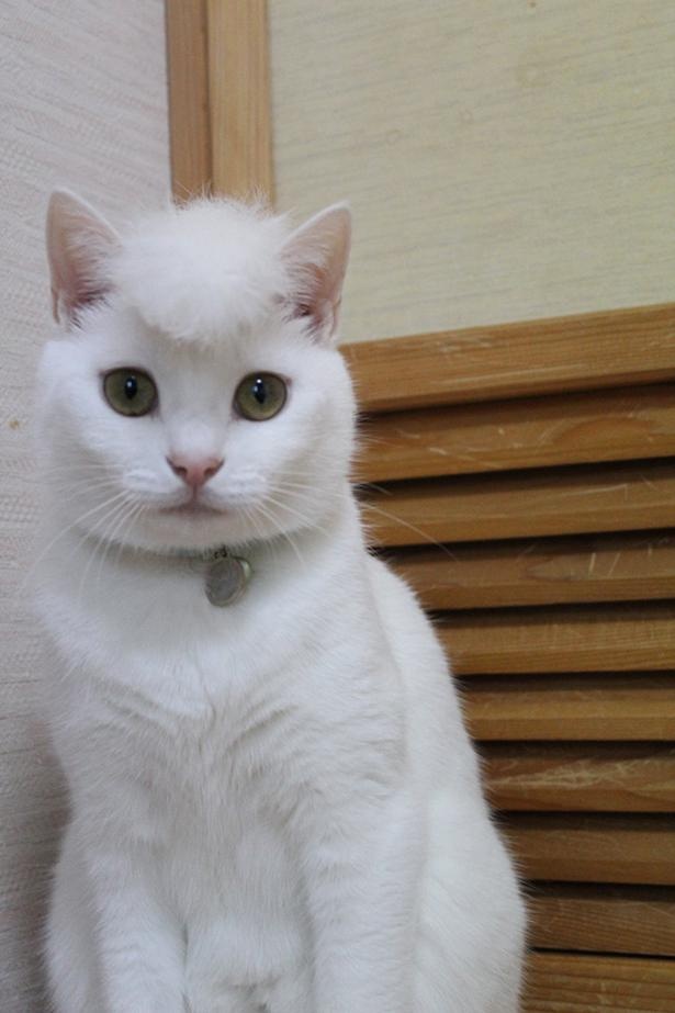 リーゼントヘアーがキマってる！