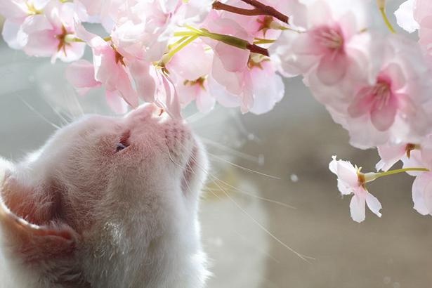 桜の香りを楽しむぷるちゃん
