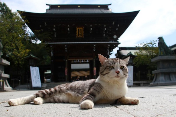 旅猫 ニャン吉の九州案内／福岡県・宮地嶽神社