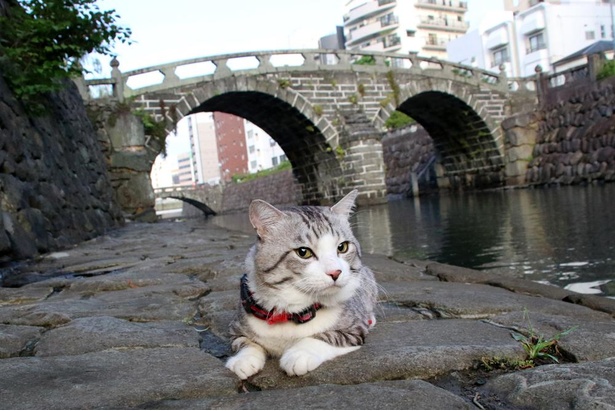 旅猫 ニャン吉の九州案内／長崎県・眼鏡橋