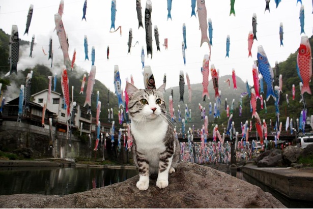旅猫 ニャン吉の九州案内／熊本県・杖立温泉