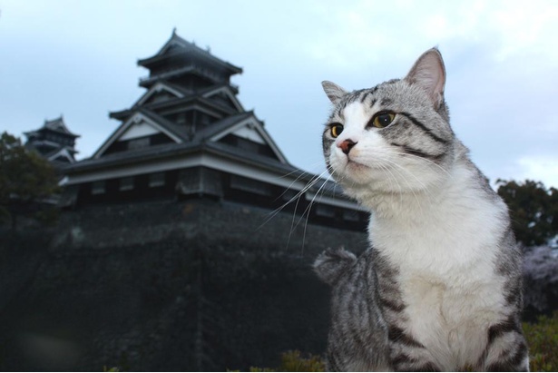 旅猫 ニャン吉の九州案内／熊本県・熊本城
