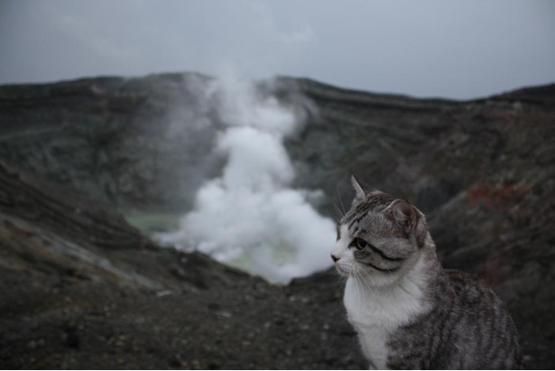旅猫 ニャン吉の九州案内／熊本県・阿蘇中岳第一火口