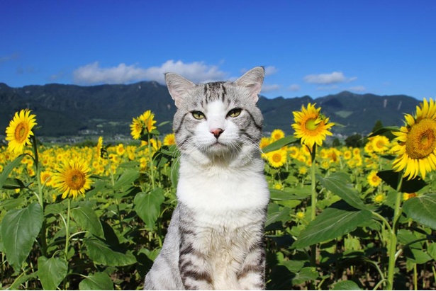 旅猫 ニャン吉の九州案内／熊本県・一心行公園のひまわり畑