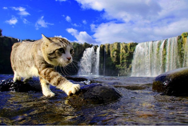 旅猫 ニャン吉の九州案内／大分県・原尻の滝