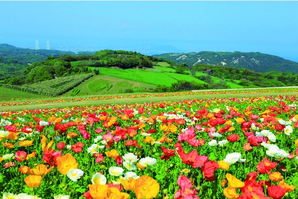 行ったつもり絶景 約100万の菜の花が見られる 淡路島随一の花スポット 兵庫 兵庫県立公園 あわじ花さじき ウォーカープラス